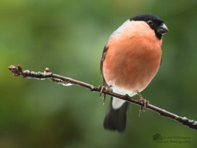 Pyrrhula pyrrhula / Goudvink / Eurasian bullfinch