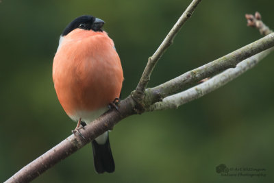 Pyrrhula pyrrhula / Goudvink / Eurasian bullfinch