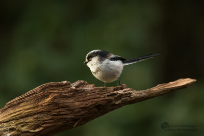 Aegithalos caudatus / Staartmees / Long-tailed Tit