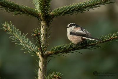 Aegithalos caudatus / Staartmees / Long-tailed Tit