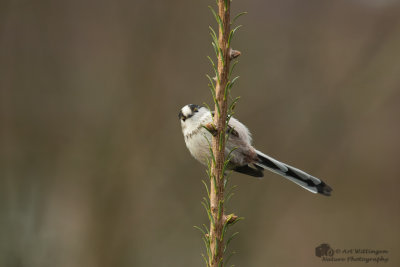 Aegithalos caudatus / Staartmees / Long-tailed Tit