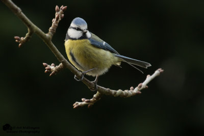 Cyanistes caeruleus / Pimpelmees / Blue Tit