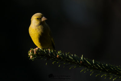 Chloris chloris / Groenling / European Greenfinch