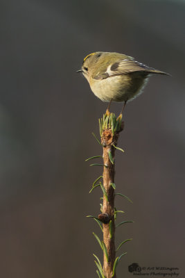 Regulus regulus / Goudhaan / Goldcrest