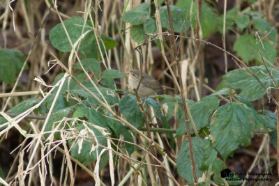 Phylloscopus fuscatus / Bruine Boszanger / Dusky Warbler