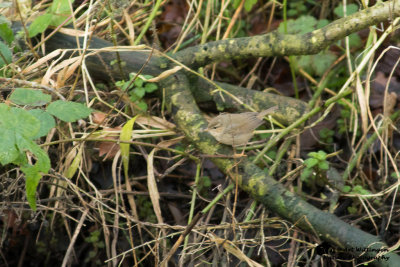 Phylloscopus fuscatus / Bruine Boszanger / Dusky Warbler