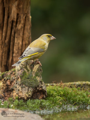 Chloris chloris / Groenling / European Greenfinch