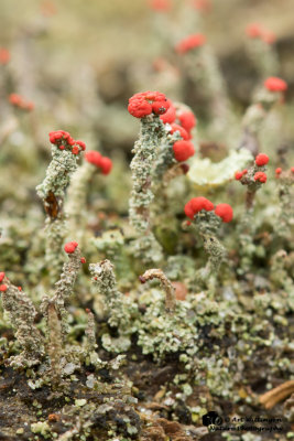 Cladonia floerkeana / Rode heidelucifer