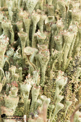 Cladonia fimbriata / Kopjesbekermos