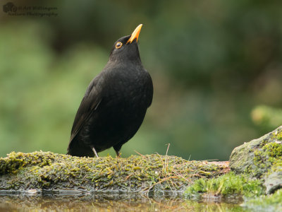 Turdus Merula / Merel / Common Blackbird