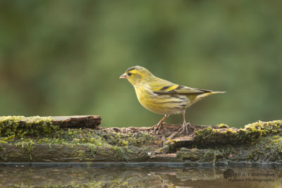 Carduelis spinus / Sijs / Eurasian Siskin