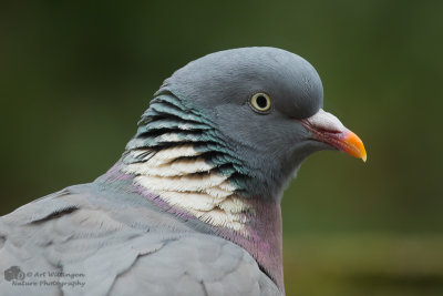 Columba palumbus / Houtduif / Wood pigeon