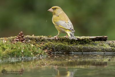 Chloris chloris / Groenling / European Greenfinch