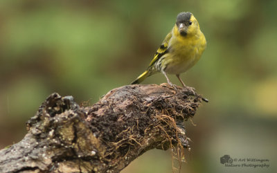 Carduelis spinus / Sijs / Eurasian Siskin