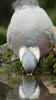 Columba palumbus / Houtduif / Wood pigeon