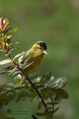 Carduelis spinus / Sijs / Eurasian Siskin