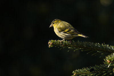 Carduelis spinus / Sijs / Eurasian Siskin