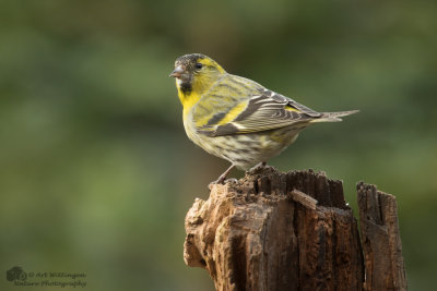 Carduelis spinus / Sijs / Eurasian Siskin