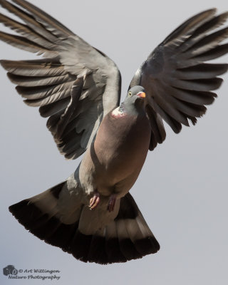 Houtduif / Wood pigeon