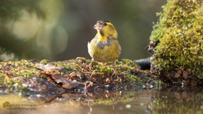 Carduelis spinus / Sijs / Eurasian Siskin