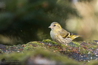 Carduelis spinus / Sijs / Eurasian Siskin