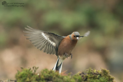 Fringilla coelebs / Vink / Common Chaffinch