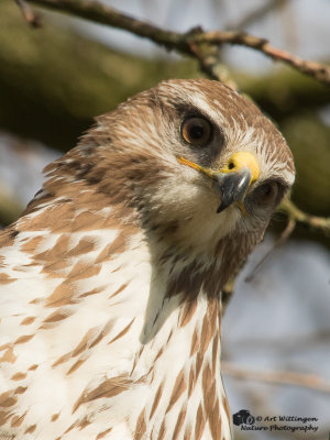 Buteo buteo / Buizerd / Common buzzard