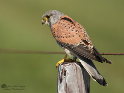 Falco Tinnunculus / Torenvalk / Kestrel