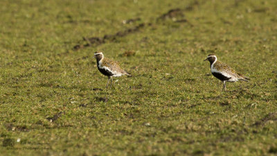 Pluvialis apricaria / Goudplevier / Golden Plover