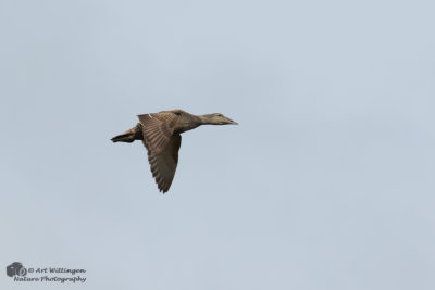 Somateria Mollissima / Eider / Common Eider