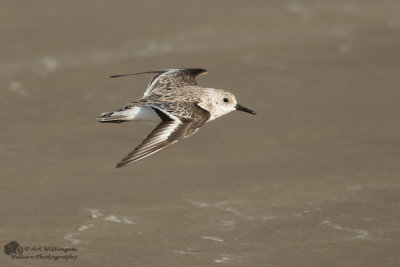 Calidris Alba / Drieteenstrandloper / Sanderling