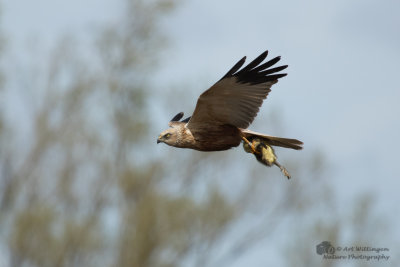 Circus Aeruginosus / Bruine Kiekendief / Western Marsh Harrier