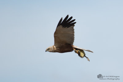 Circus Aeruginosus / Bruine Kiekendief / Western Marsh Harrier