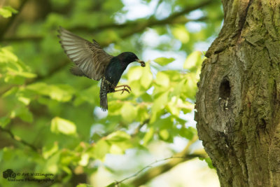 Sturnus vulgaris / Spreeuw / Common Starling