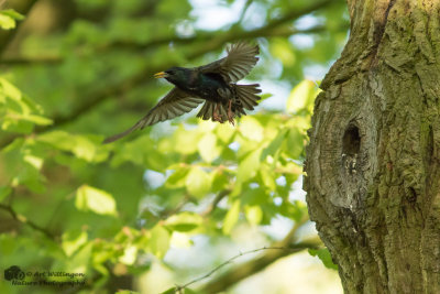 Sturnus vulgaris / Spreeuw / Common Starling