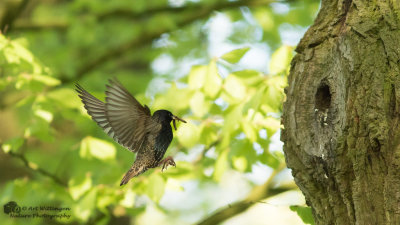 Sturnus vulgaris / Spreeuw / Common Starling