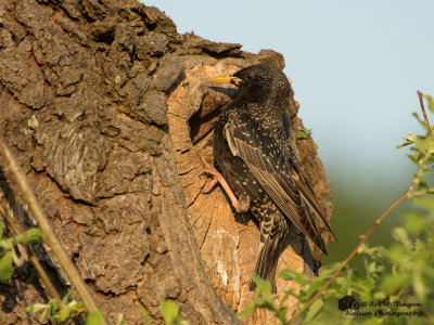 Sturnus vulgaris / Spreeuw / Common Starling