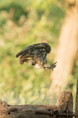 Athene noctua / Steenuil / Little owl