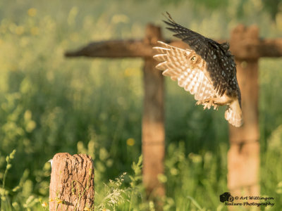 Athene noctua / Steenuil / Little owl