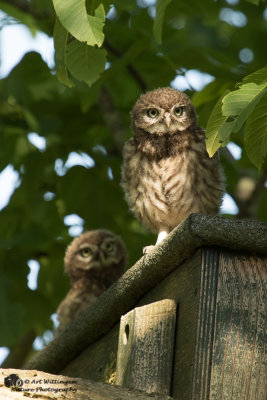 Athene noctua / Steenuil / Little owl