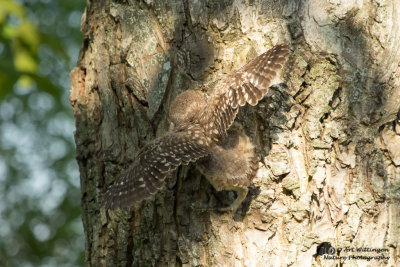 Athene noctua / Steenuil / Little owl