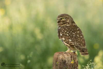 Athene noctua / Steenuil / Little owl