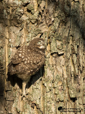 Athene noctua / Steenuil / Little owl