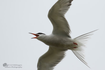 Sterna Hirundo / Visdief / Common Tern