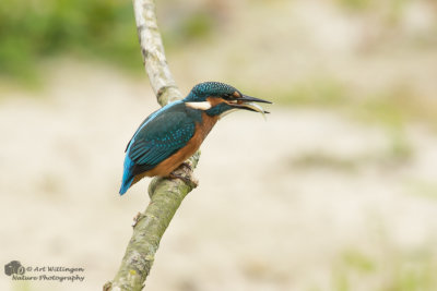 Alcedo atthis / IJsvogel / Kingfisher