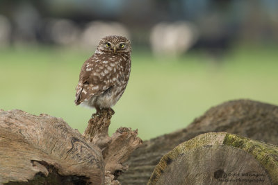 Athene noctua / Steenuil / Little owl