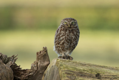 Athene noctua / Steenuil / Little owl