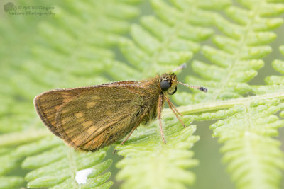 Ochlodes venata / Groot dikkopje / Large skip