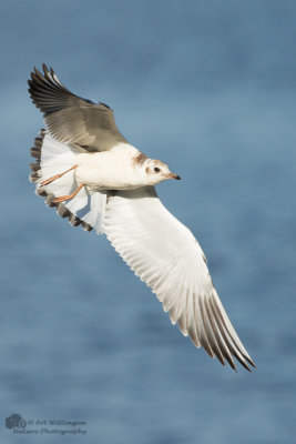 Chroicocephalus ridibundus / Kokmeeuw / Black headed Gull