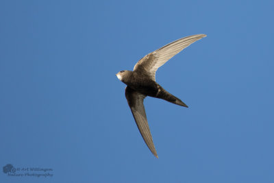 Apus apus / Gierzwaluw / Common swift 